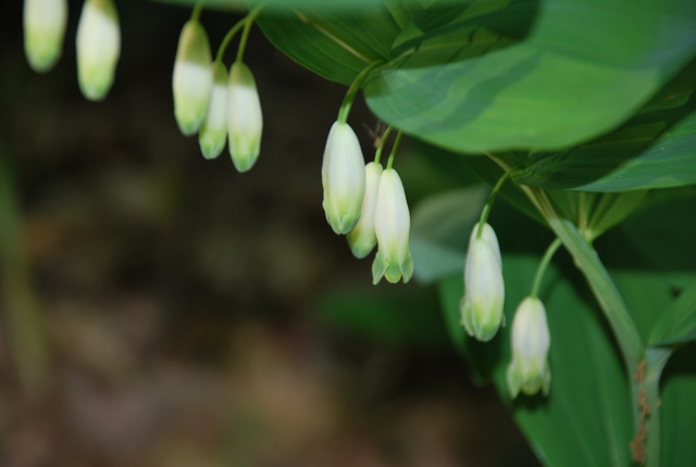 Polygonatum odoratum - Sigillo di Salomone